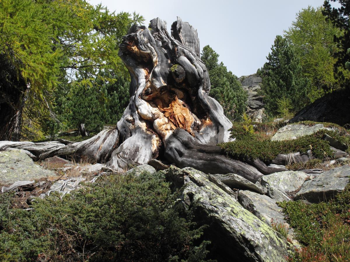 Ferienhaus Alea Saas-Grund Buitenkant foto