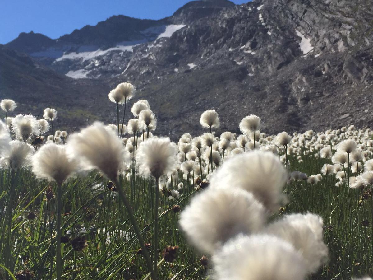 Ferienhaus Alea Saas-Grund Buitenkant foto